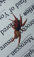 Dysdera