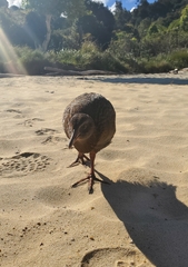 Gallirallus australis australis