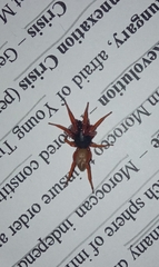 Dysdera