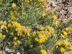 Loxostege cereralis