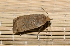 Conistra erythrocephala