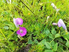 Ipomoea capillacea