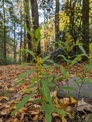 Solidago curtisii