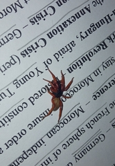 Dysdera