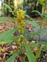 Solidago curtisii