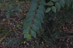 Planera aquatica