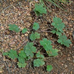 Geranium caespitosum