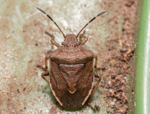 Oncocoris similis · iNaturalist