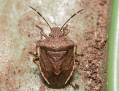 Oncocoris similis