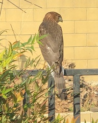 Accipiter cooperii
