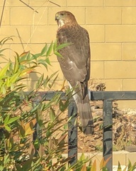 Accipiter cooperii