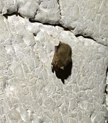 Perimyotis subflavus