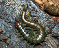 Cormocephalus esulcatus