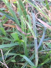 Carex hirta
