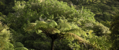 Cyathea medullaris