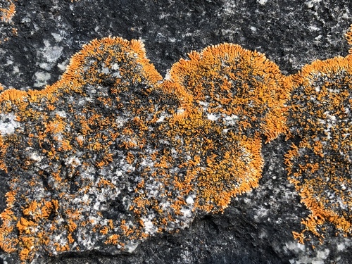 Caloplaca cirrochroa image