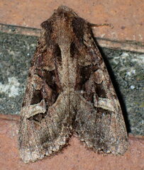 Trigonophora jodea