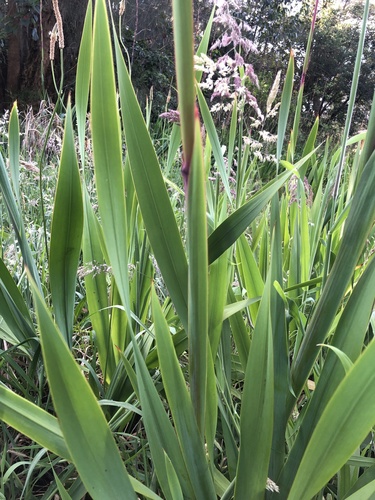Watsonia meriana