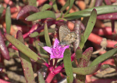 Theclinesthes sulpitius