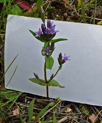 Gentianella amarella acuta