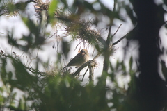 Spizella passerina
