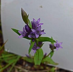 Gentianella amarella acuta