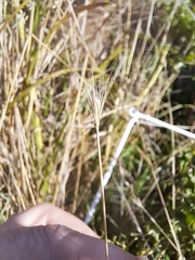 Hordeinae