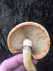 Gymnopilus junonius