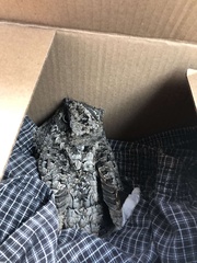 Phalaenoptilus nuttallii