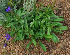 Penstemon glaber