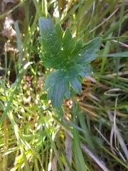 Astrantia major