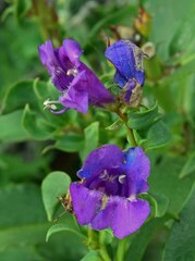 Penstemon glaber