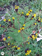 Tagetes foetidissima