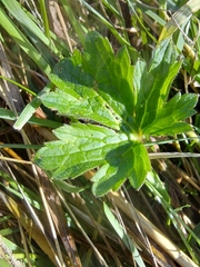 Astrantia major