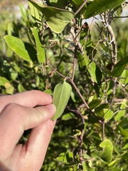 Smilax auriculata