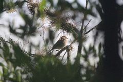 Spizella passerina