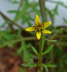 Bidens tenuisecta