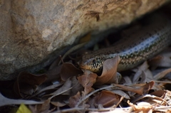Chalcides ocellatus