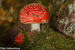 Amanita muscaria muscaria