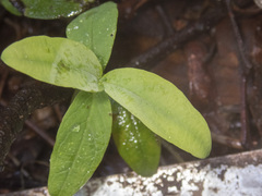 Hypericum androsaemum