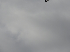 Larus delawarensis