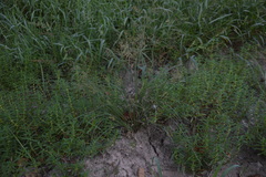 Fimbristylis quinquangularis quinquangularis