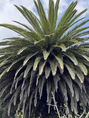 Arecaceae