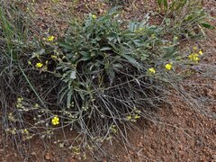 Potentilla hippiana