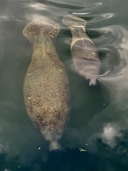 Trichechus manatus latirostris