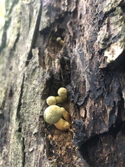 Gymnopilus junonius