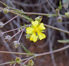 Potentilla hippiana