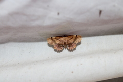 Cepphis armataria