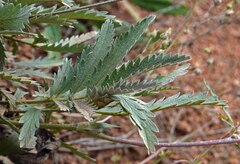 Potentilla hippiana