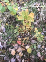 Spiraea alba latifolia